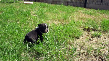 Chiot mâle Fils Fleur