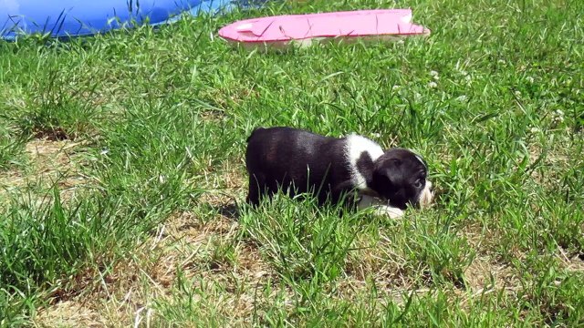 Chiot femelle Boston Terrier fille Fleur1