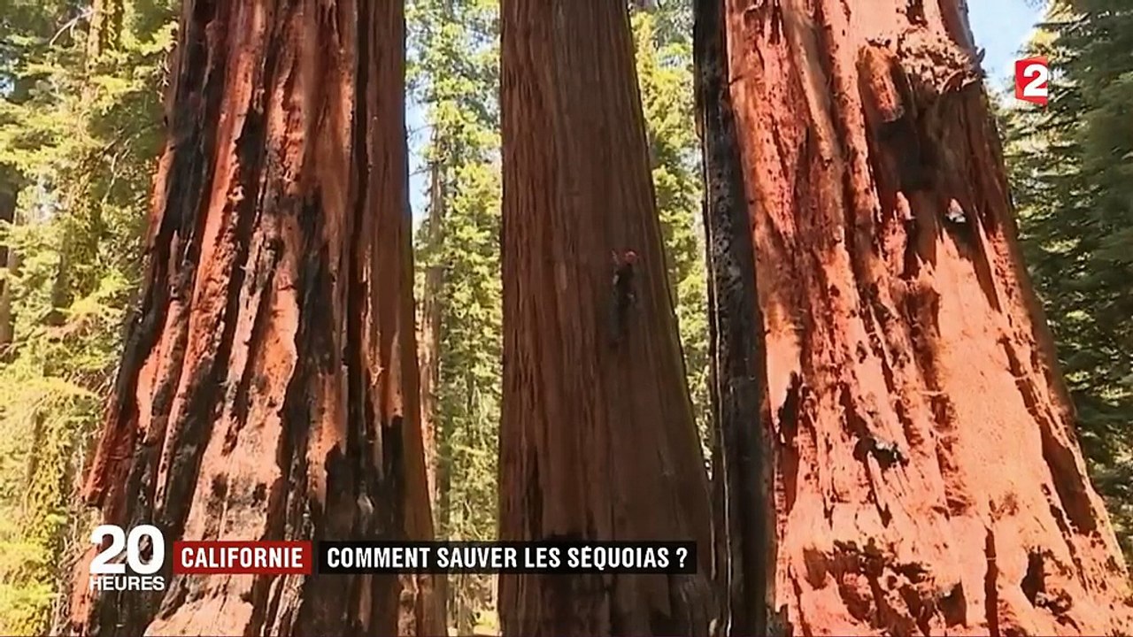 Californie : comment sauver les séquoias ?