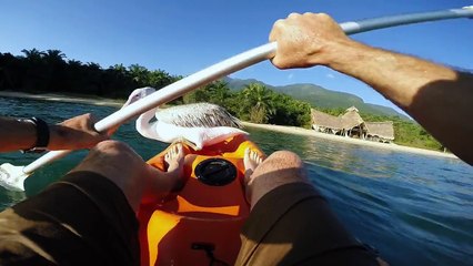 Yolunu Kaybeden Pelikanı Sahiplenip Ona Balık Tutmayı Öğreten Vefakar Adam