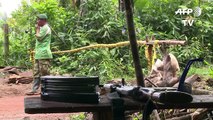 La guerrilla FARC concluyó entrega de armas en Colombia