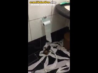 Tuvalet Kağıdı Anasına Babasına Sövmüş Gibi Saldıran Kedi