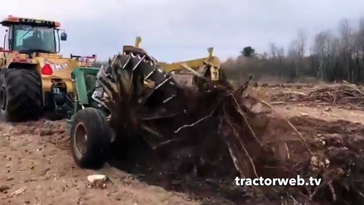 Tree root removal