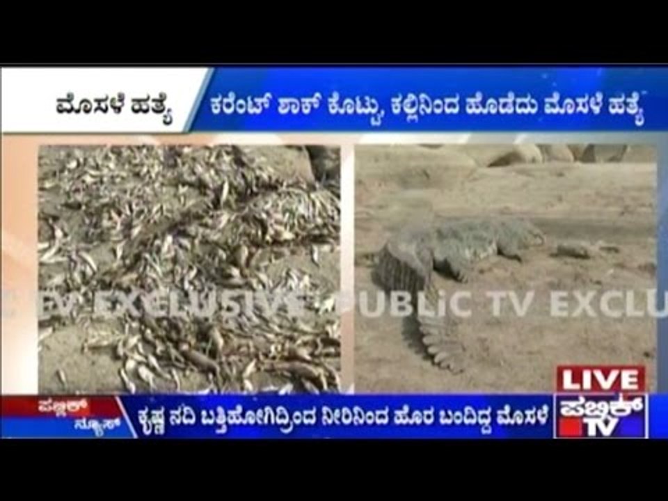 Raichur: Crocodiles, Fishes & Frogs Die In Krishna Rivers Due To Dry River