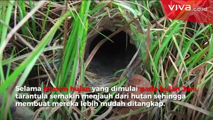Musim Tarantula, Petani Kamboja Dapat Penghasilan Tambahan