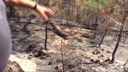 Antalya - Baykal Alanya'da Yanan Alanları Gezdi