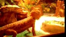 Chesters terrarium