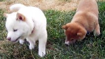 Mya the Cream Shiba Inu puppy jumping - 6 weeks