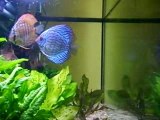 Discus red Turquoise - Turquoise bleu