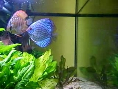 Discus red Turquoise - Turquoise bleu