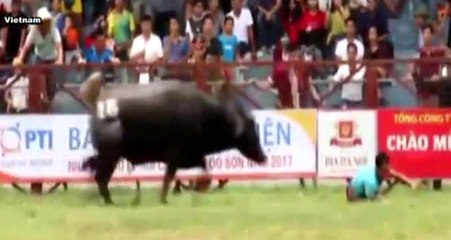 Rakibi Olan Boğayı Bırakıp, Sahibini Feci Şekilde Öldürdü!