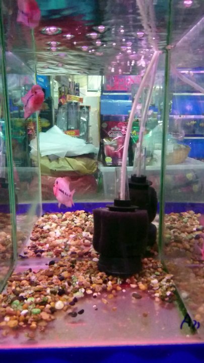 Flower Horn..