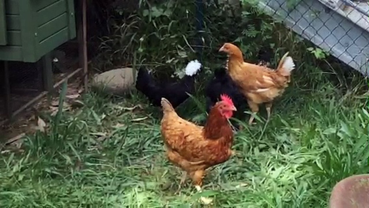 Poules - jardin écoresponsable - Lycée Blanqui - Saint-Ouen