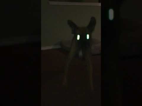 This Dog Really Likes Her Walkies