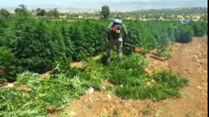 Diyarbakır’da 465 Bin 719 Kök Kenevir Ele Geçirildi