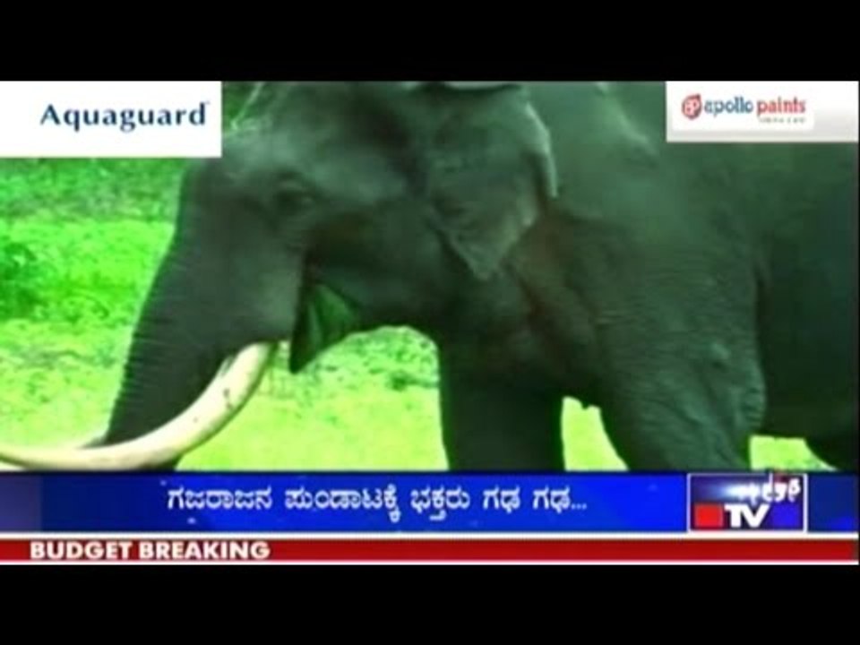 Public TV | Special Time: Elephants Rampage Public Properties |  Feb 29, 2016