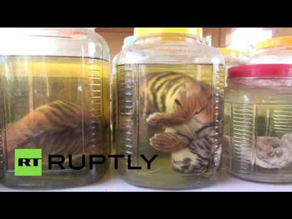 Dozens of dead tiger cubs found at Buddhist temple in Thailand