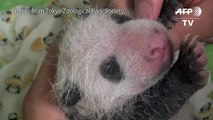 Tokyo's Ueno Zoo releases new footage of panda cub
