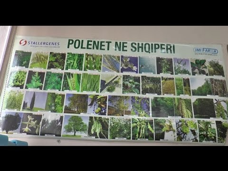 Report TV - Alergiologia: Në Pranverë piku i alergjive, 80 % e tyre nga poleni