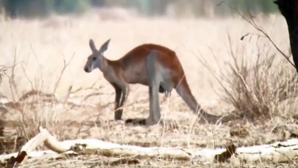 How To Cook an Egg in Australia
