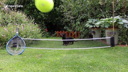 Sausage dog plays with giant tennis ball to mark Wimbledon 2017