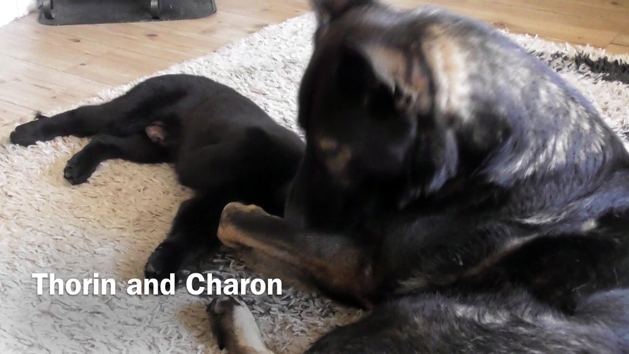 Dog meets Puppy