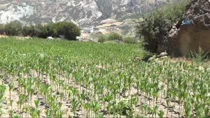 50 Derece Sıcağın Altında Tütün Hasadı