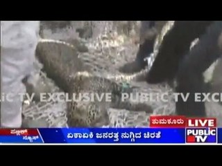 Details On The Leopard Missed & Found In Tumkur