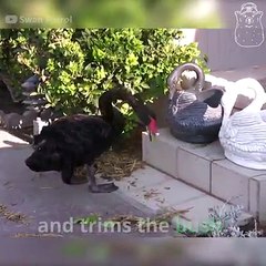 The Swan Is A Real Gardener
