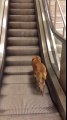 Bostancı metroda bir köpek
