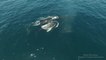 Aerial Footage Shows Humpback Whales Near Newport Beach