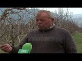 Korçë, fermerët kërkojnë kushte për eksportin e qershive - Top Channel Albania - News - Lajme