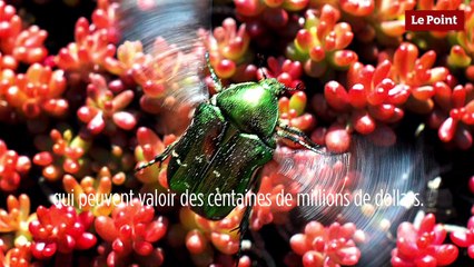 Le biomimétisme par Idriss Aberkane #22 : de sacrés scarabées !