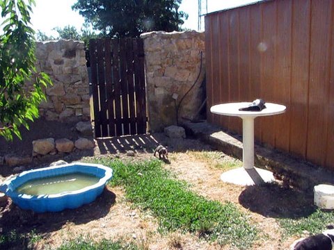 Mes petits Bostons Terriers 1