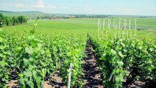 Denis Champion vignerons en Champagne à Bergères-lès-Vertus