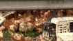 Hühner auf Autobahn