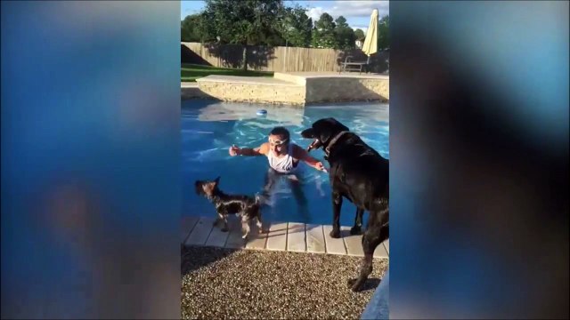 Ce petit chien va utiliser le gros chien comme un bateau... Hop sur le dos