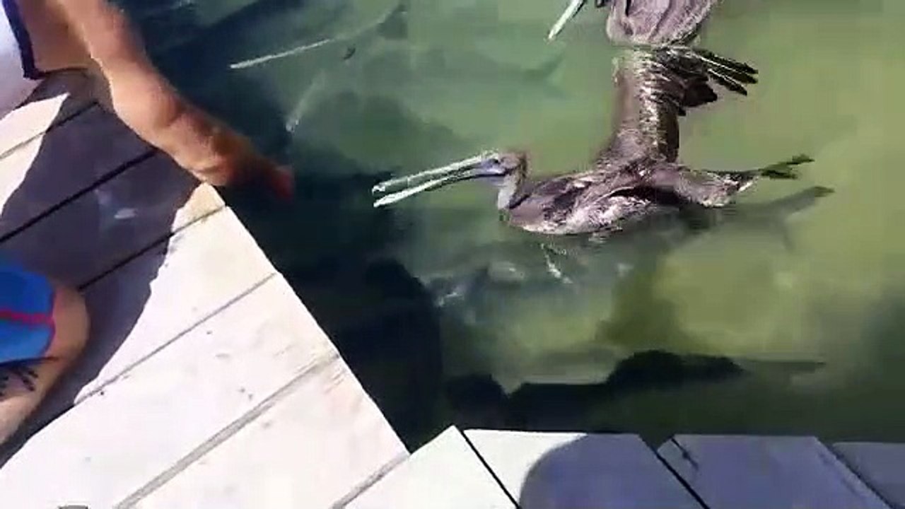 Ce pélican est bien décidé à piquer la bouffe des poissons... Malin l'animal