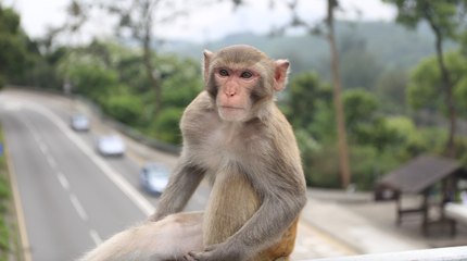 Une famille se fait attaquer par des singes dans un parc en Floride