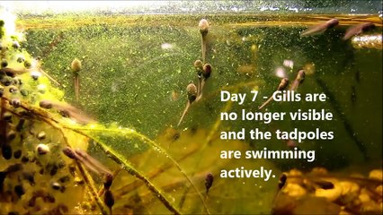 Life Cycle of a Frog