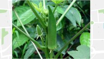 How to Grow Okra From Seeds and okra pods