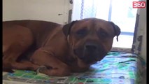 E pabesueshme, qeni nuk pushon se qari pasi kupton qe eshte braktisur nga pronaret e tij (360video)