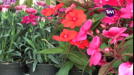 Fête de la Vire 2017 Saint-Lô