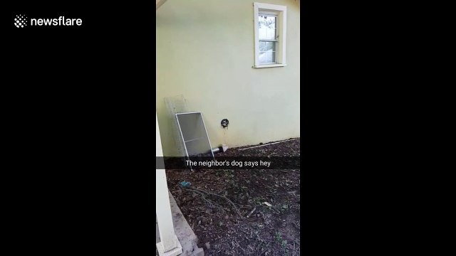 Neighbour's dog pokes head through hole in wall