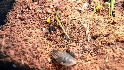 Isnt A Legless Lizard Just A Snake