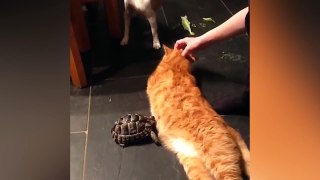 Ozzy Man Reviews Tortoise vs Cat