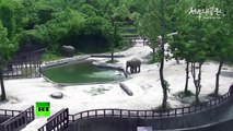 RAW Elephants rescue calf drowning in zoo pool