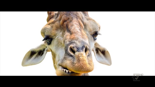 Next - Fun facts - Foto të shkrepura në momentin e duhur - 23 Mars 2017 - Show - Vizion Plus