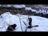 Aksi lucu dan romantis dua Panda Merah di Kebun Binatang Amerika - NET5