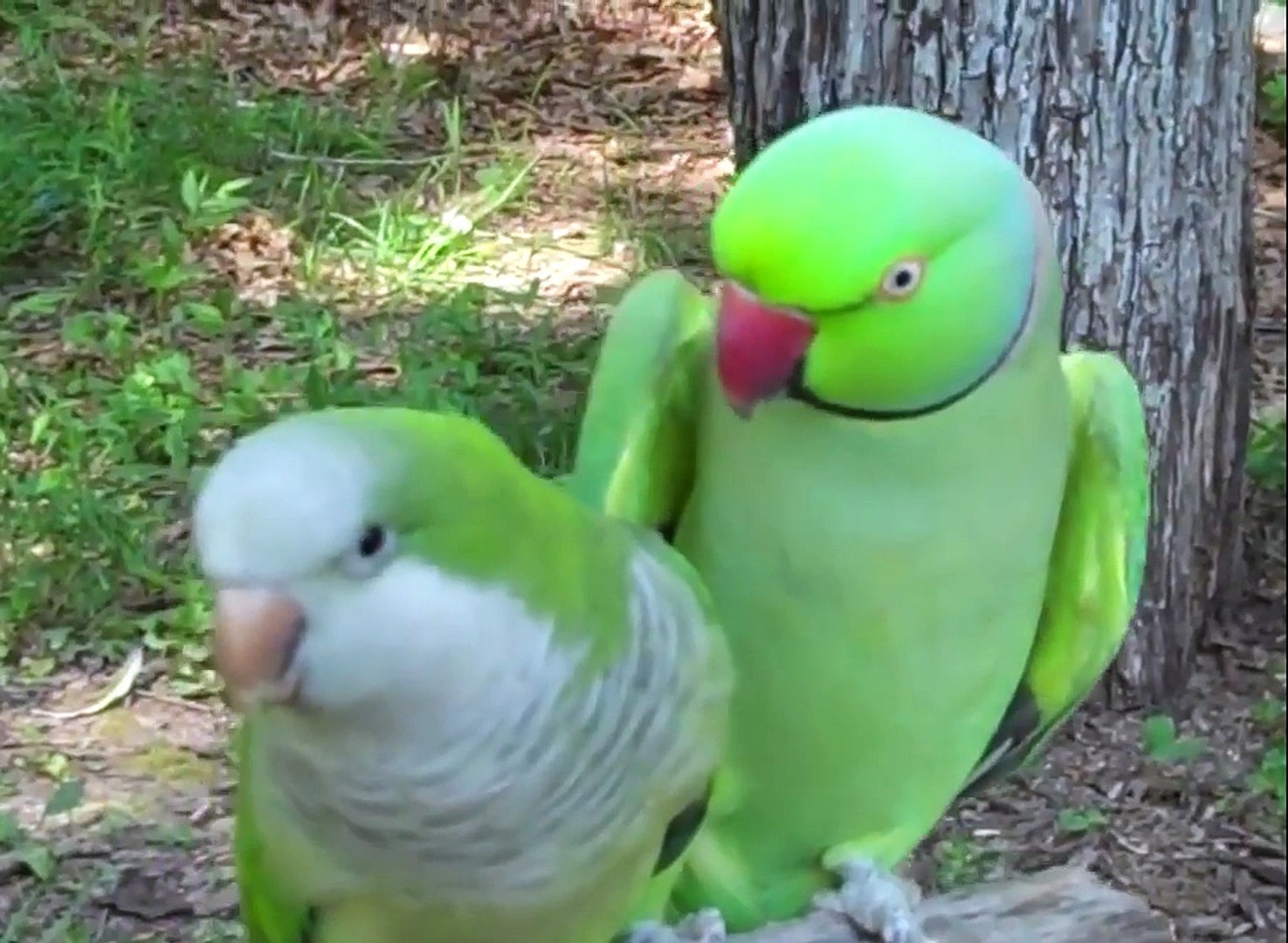 Ce Perroquet Demande Des Bisous Trop Mignon Video Dailymotion